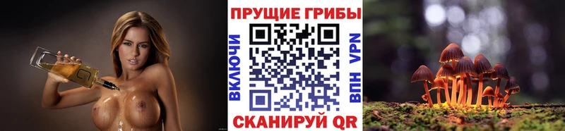 kraken ссылки  Асино  Галлюциногенные грибы GOLDEN TEACHER 